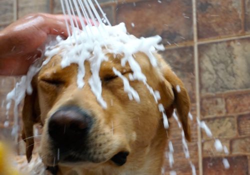 dog-in-the-shower-2026-01-06-09-46-20-utc (1)